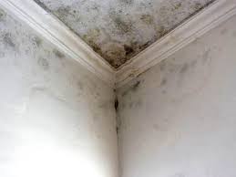 Best Mold Odor Removal Services  in Cattaraugus, NY