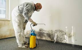 Best Environmental Consulting for Mold Prevention  in Cattaraugus, NY