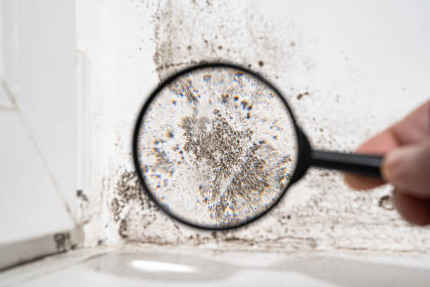 Mold Documentation for Insurance Claims in Cattaraugus, NY